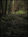 IMG_5181a.jpg