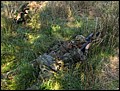 IMG_2739a.jpg