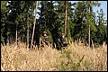 IMG_2747a.jpg