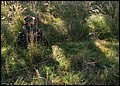 IMG_2753a.jpg