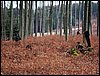 DSC08189.jpg