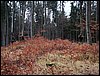 DSC08196.jpg
