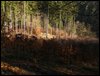 IMG_8447.jpg
