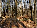IMG_3676a.jpg