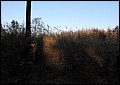IMG_3738a.jpg