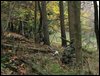IMG_5589a.jpg