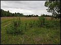 IMG_16_1617a.jpg