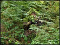 IMG_39_1735a.jpg