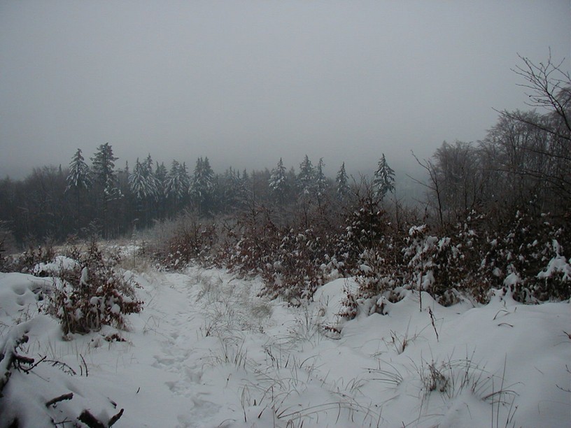 survive_2010_020.jpg