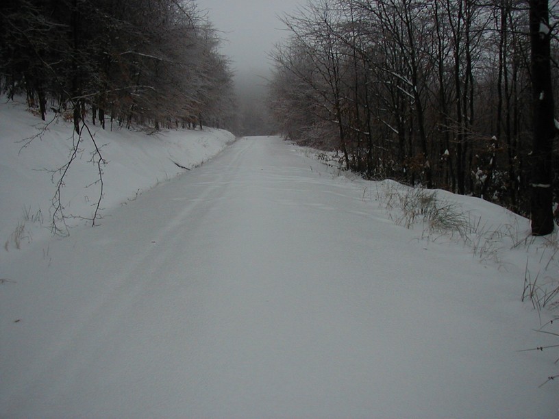 survive_2010_024.jpg
