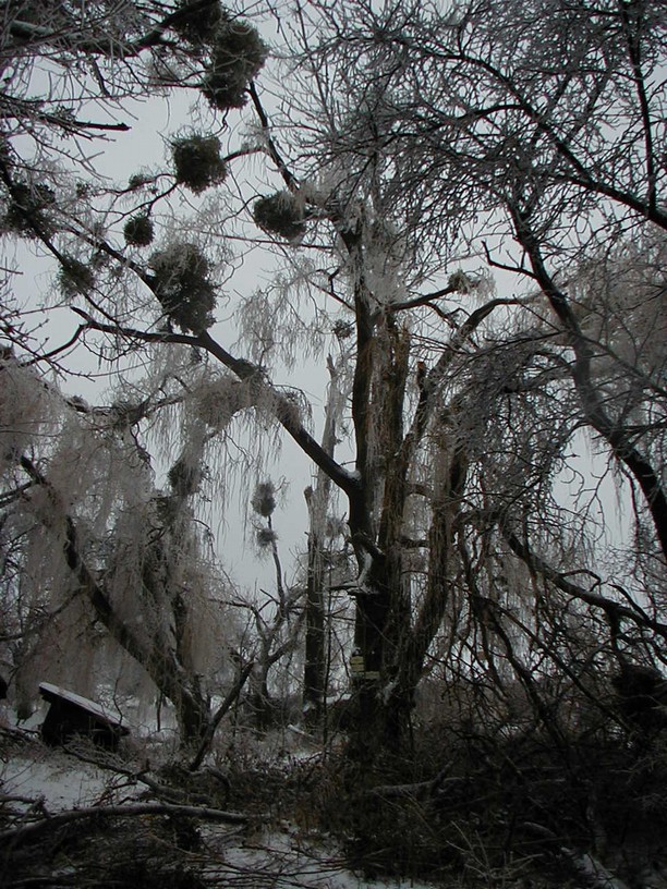 survive_2010_054.jpg